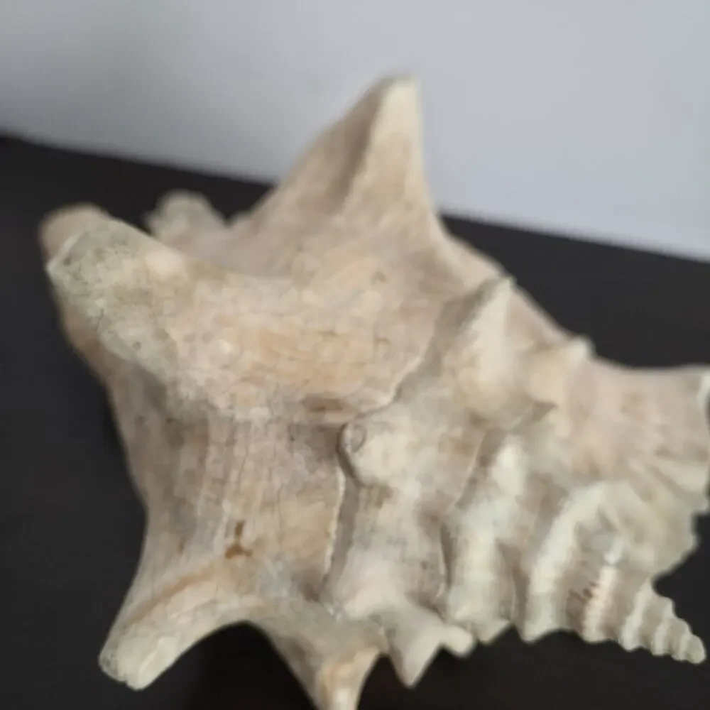 Natural 9.5” L Conch Shell - Picture 4 of 10